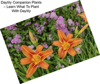 Daylily Companion Plants – Learn What To Plant With Daylily