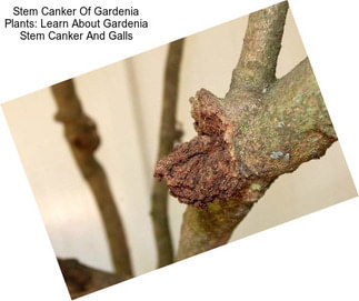 Stem Canker Of Gardenia Plants: Learn About Gardenia Stem Canker And Galls