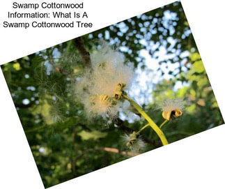 Swamp Cottonwood Information: What Is A Swamp Cottonwood Tree