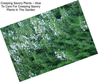 Creeping Savory Plants – How To Care For Creeping Savory Plants In The Garden