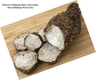 What Is A Malanga Root: Information About Malanga Root Uses