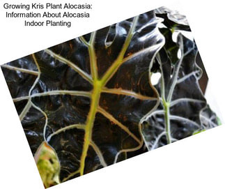 Growing Kris Plant Alocasia: Information About Alocasia Indoor Planting