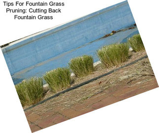 Tips For Fountain Grass Pruning: Cutting Back Fountain Grass
