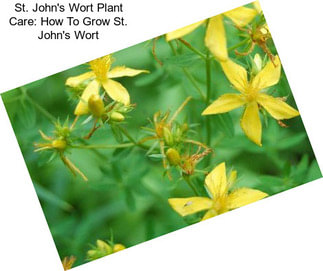 St. John\'s Wort Plant Care: How To Grow St. John\'s Wort