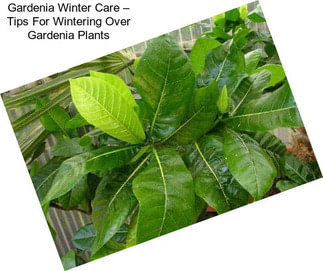 Gardenia Winter Care – Tips For Wintering Over Gardenia Plants