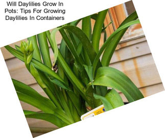 Will Daylilies Grow In Pots: Tips For Growing Daylilies In Containers