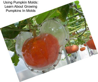 Using Pumpkin Molds: Learn About Growing Pumpkins In Molds