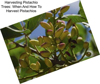 Harvesting Pistachio Trees: When And How To Harvest Pistachios