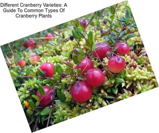 Different Cranberry Varieties: A Guide To Common Types Of Cranberry Plants