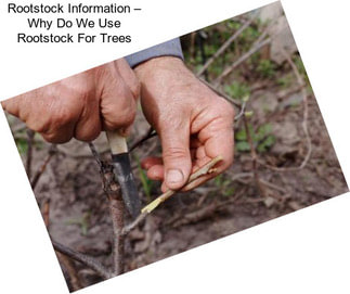Rootstock Information – Why Do We Use Rootstock For Trees