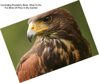 Controlling Predatory Birds: What To Do For Birds Of Prey In My Garden