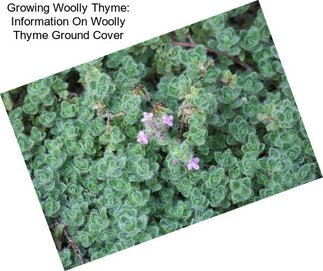 Growing Woolly Thyme: Information On Woolly Thyme Ground Cover