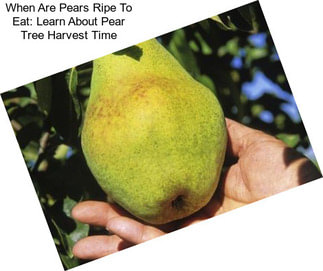 When Are Pears Ripe To Eat: Learn About Pear Tree Harvest Time