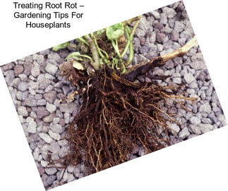 Treating Root Rot – Gardening Tips For Houseplants