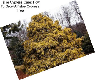 False Cypress Care: How To Grow A False Cypress Tree