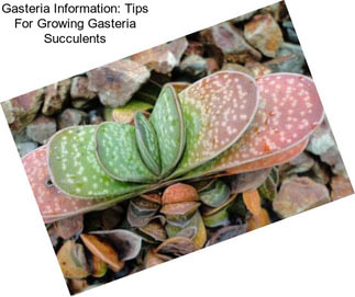 Gasteria Information: Tips For Growing Gasteria Succulents