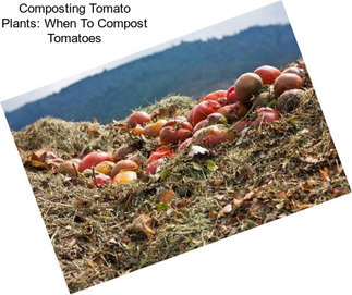 Composting Tomato Plants: When To Compost Tomatoes
