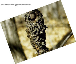 Fixes For Black Knot Tree Diseases: What To Do When Black Knot Keeps Coming Back