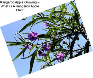 Kangaroo Apple Growing – What Is A Kangaroo Apple Plant