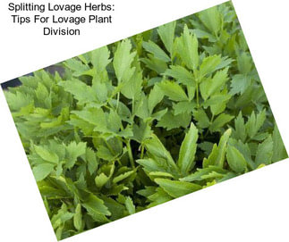 Splitting Lovage Herbs: Tips For Lovage Plant Division