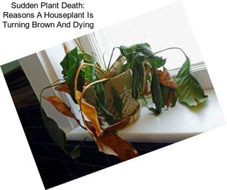 Sudden Plant Death: Reasons A Houseplant Is Turning Brown And Dying