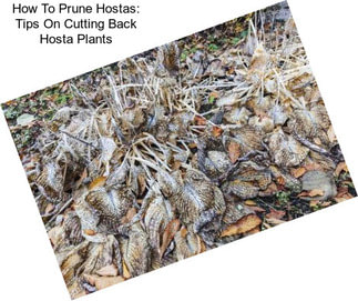 How To Prune Hostas: Tips On Cutting Back Hosta Plants