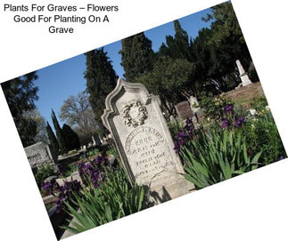 Plants For Graves – Flowers Good For Planting On A Grave