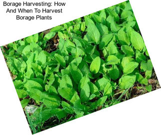 Borage Harvesting: How And When To Harvest Borage Plants