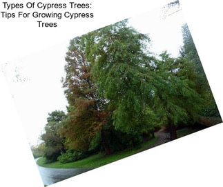 Types Of Cypress Trees: Tips For Growing Cypress Trees