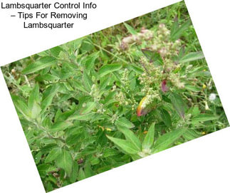 Lambsquarter Control Info – Tips For Removing Lambsquarter