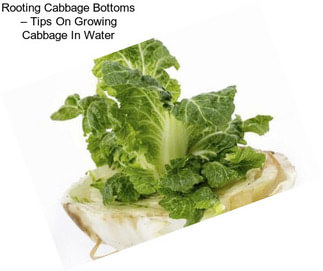 Rooting Cabbage Bottoms – Tips On Growing Cabbage In Water