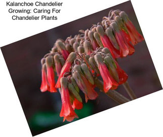 Kalanchoe Chandelier Growing: Caring For Chandelier Plants