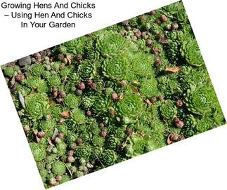 Growing Hens And Chicks – Using Hen And Chicks In Your Garden