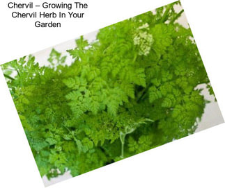 Chervil – Growing The Chervil Herb In Your Garden