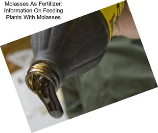 Molasses As Fertilizer: Information On Feeding Plants With Molasses