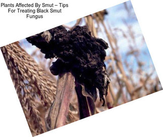 Plants Affected By Smut – Tips For Treating Black Smut Fungus