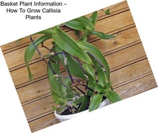 Basket Plant Information – How To Grow Callisia Plants