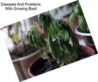 Diseases And Problems With Growing Basil