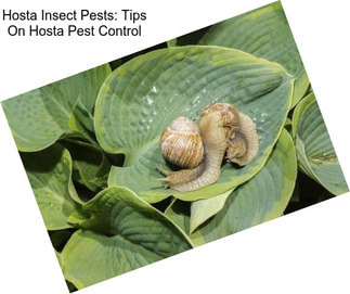 Hosta Insect Pests: Tips On Hosta Pest Control