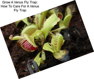 Grow A Venus Fly Trap: How To Care For A Venus Fly Trap