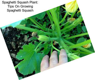 Spaghetti Squash Plant: Tips On Growing Spaghetti Squash