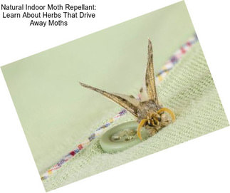 Natural Indoor Moth Repellant: Learn About Herbs That Drive Away Moths