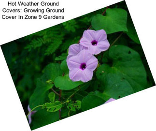 Hot Weather Ground Covers: Growing Ground Cover In Zone 9 Gardens