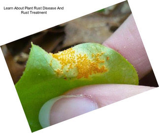 Learn About Plant Rust Disease And Rust Treatment