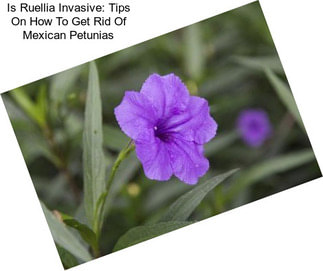 Is Ruellia Invasive: Tips On How To Get Rid Of Mexican Petunias