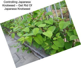 Controlling Japanese Knotweed – Get Rid Of Japanese Knotweed