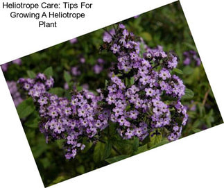 Heliotrope Care: Tips For Growing A Heliotrope Plant