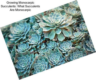 Growing Monocarpic Succulents: What Succulents Are Monocarpic