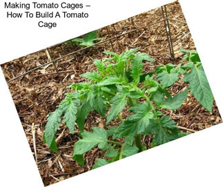 Making Tomato Cages – How To Build A Tomato Cage