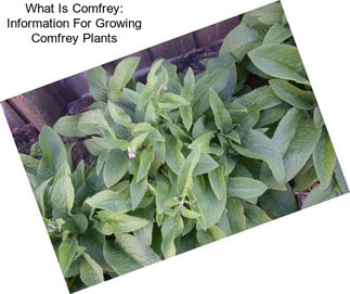 What Is Comfrey: Information For Growing Comfrey Plants